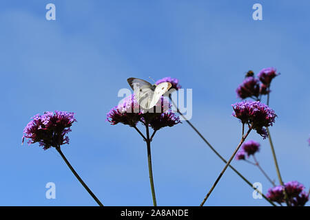 Grande farfalla bianca su Verbena levetta di fiori Foto Stock