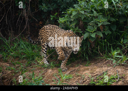 Wild Jaguar da Pantanal del Nord, Brasile Foto Stock