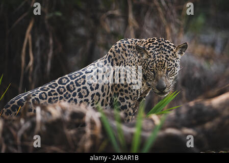 Wild Jaguar da Pantanal del Nord, Brasile Foto Stock