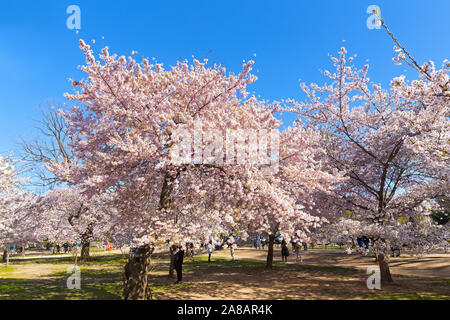 Gli alberi di ciliegio durante il picco della stagione di fioritura in Washington DC, Stati Uniti d'America. Turisti sotto la fioritura degli alberi in un parco con vicino bacino di marea serbatoio in noi Foto Stock