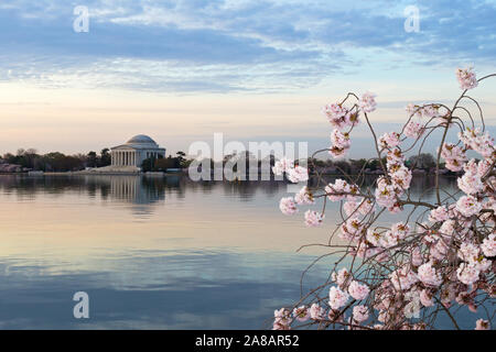Un close-up il ramo di ciliegio con fiore in |Tidal Basin serbatoio in Washington DC, Stati Uniti d'America. Thomas Jefferson Memorial prima del sorgere del sole in primavera durante la ciliegia Foto Stock