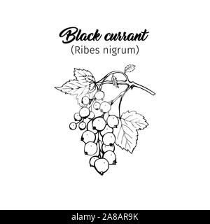 Ribes disegnati a mano illustrazione vettoriale. Giardino berry in bianco e nero sketch con l'iscrizione. Mature aromatico dessert estivo. Succosa Ribes nigrum freehand ramo inciso. Poster elemento di design Illustrazione Vettoriale