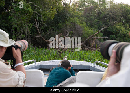 I turisti fotografare un wild Jaguar nel Pantanal del Nord da una barca Foto Stock