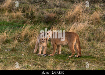 Un Puma famiglia vicino a Torres del Painel Cile Foto Stock