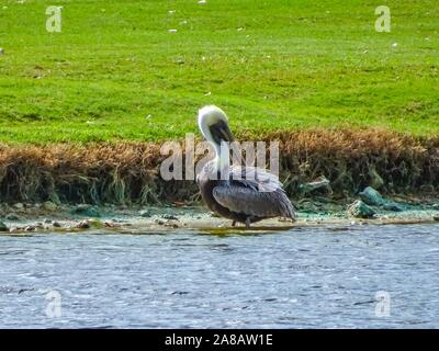 Pelican su una florida Campo da Golf Foto Stock