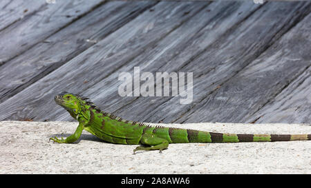 Iguana distesa sul molo, Florida, Stati Uniti d'America Foto Stock