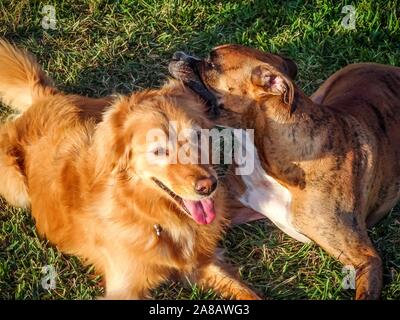 Cani giocando nel cortile di casa in periferia Foto Stock