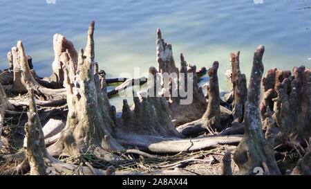 Cypress ginocchia (monconi) nelle paludi della Louisiana Foto Stock