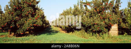 Alberi di mele in un frutteto, Kent County, Michigan, Stati Uniti d'America Foto Stock