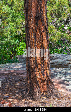 Dettaglio della Ponderosa Pine corteccia di albero che mostra gli aghi (sopra), Mesa Gateway Open Space Park, Castle Rock Colorado US. Foto scattata in giugno Foto Stock