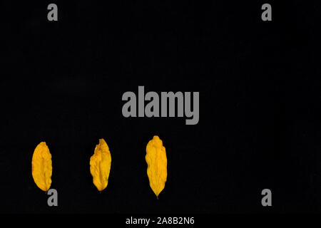Tre gialli di foglie, sfondo nero. Foglie di colore giallo su sfondo nero, vista perfetta del gambo, vene, texture e silhoutte con copia spazio per il testo. Foto Stock