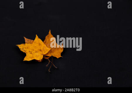 Tre gialli di foglie, sfondo nero. Foglie di colore giallo su sfondo nero, vista perfetta del gambo, vene, texture e silhoutte con copia spazio per il testo. Foto Stock