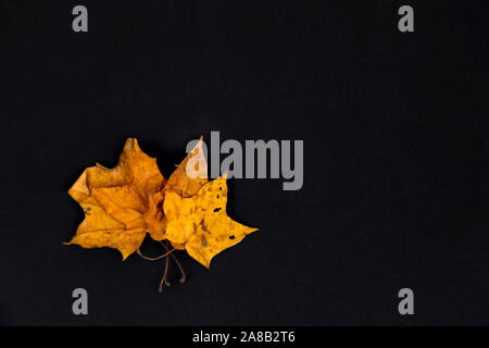 Tre gialli di foglie, sfondo nero. Foglie di colore giallo su sfondo nero, vista perfetta del gambo, vene, texture e silhoutte con copia spazio per il testo. Foto Stock