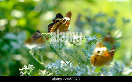 Sfondo giardino comune con buckeye farfalle (Junonia coenia) sulle piante Foto Stock
