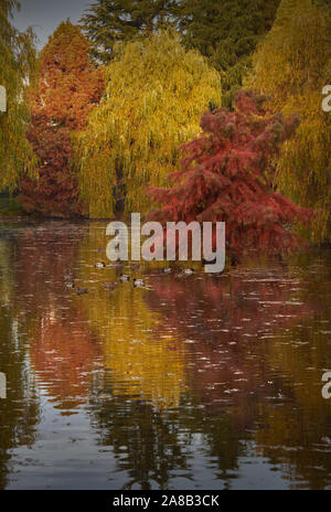 Duck Pond colori autunnali. Autumn Tree colori riflettono in un duck pond. Foto Stock