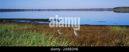 Due gru Sandhill in un campo, Myakka Lago, Myakka River State Park, Sarasota, Florida, Stati Uniti d'America (Grus canadensis) Foto Stock