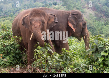 Felice elefante asiatico in corrispondenza di un punto di vista etico elefante santuario nel nord della Thailandia Foto Stock