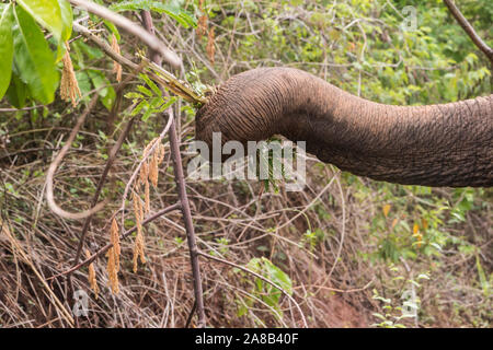 Felice elefante asiatico in corrispondenza di un punto di vista etico elefante santuario nel nord della Thailandia Foto Stock