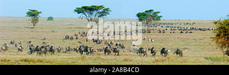 Mandria di gnu e zebre in un campo, Ngorongoro Conservation Area, Regione di Arusha, Tanzania Foto Stock