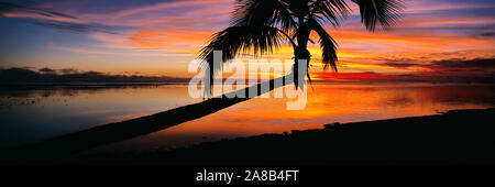 Palm tree proteso verso il mare, Rarotonga Isole Cook, Oceano Pacifico del Sud Foto Stock