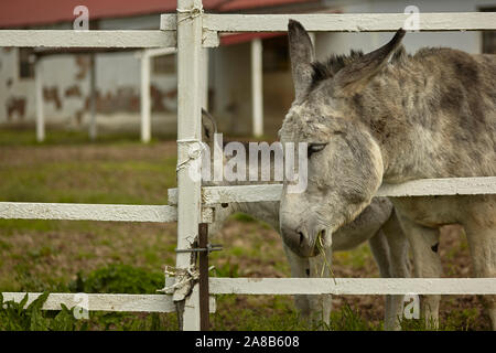 Allevamento di asino Foto Stock