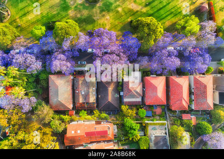 Strada alberata in Kirribilli e residenziale quartiere benestante di Sydney durante la stagione primaverile quando gli alberi di Jacaranda sono in fiore e coperti da fiori viola Foto Stock