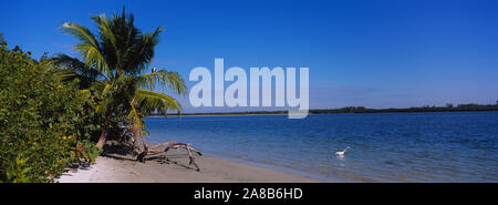 Le palme sulla spiaggia, Fort Myers Beach, Bowditch Punto Parco Regionale, Golfo del Messico, Florida, Stati Uniti d'America Foto Stock