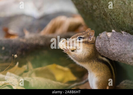 Scoiattolo striado orientale in autunno Foto Stock