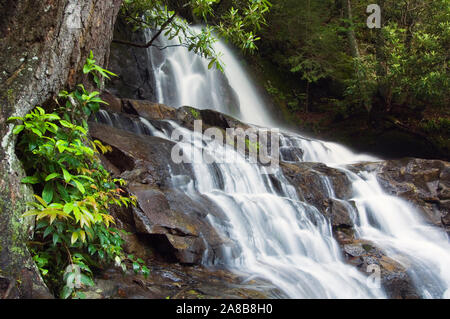 Paesaggio con cascata nella foresta, Laurel Creek Falls, Great Smoky Mountains National Park, Tennessee, Stati Uniti d'America Foto Stock
