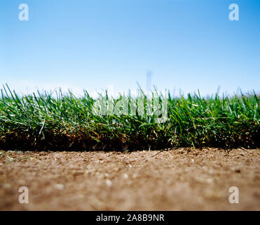 Erba in un campo, Arizona, Stati Uniti d'America Foto Stock