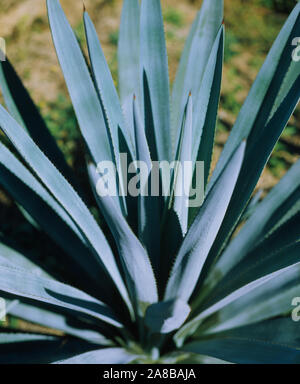 Close-up di agave blu (Agave Tequilana) impianto, Messico Foto Stock