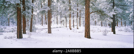 Coperta di neve gli alberi in una foresta, Parco Nazionale del Grand Canyon, Arizona, Stati Uniti d'America Foto Stock