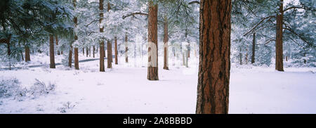 Coperta di neve gli alberi in una foresta, Parco Nazionale del Grand Canyon, Arizona, Stati Uniti d'America Foto Stock