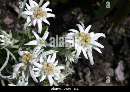 CLOSE-UP DI FIORI EDELWEISS (Leontopodium nivale). Foto Stock