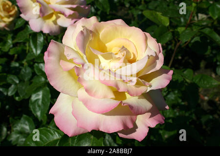 PRIMO PIANO DI UNA ROSA DI COLORE GIALLO PALLIDO E ROSA IN PIENA FIORITURA Foto Stock