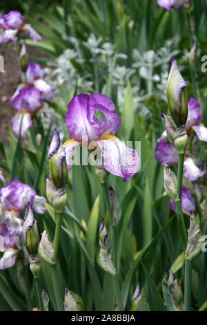 Viola e bianco iridi in crescita. Foto Stock