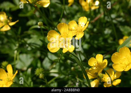 La familiarità e la diffusa ranuncolo dei giardini in tutto il nord Europa (e introdotto altrove) è il Ranuncolo strisciante Ranunculus repens. Foto Stock