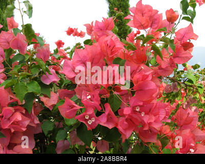 PIANTA DI BOUGANVEGLIA GLABRA ROSA CON CENTRI FIORALI BIANCHI. QUEENSLAND, AUSTRALIA. Foto Stock