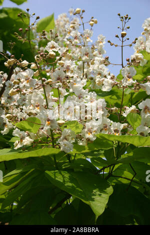 CLOSE-UP DI FIORI DI CATALPA BIGNONIOIDES CV. AUREA (comunemente noto come CATALPA meridionale, CIGARTREE e indiano-Bean tree. Foto Stock