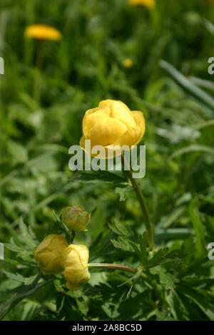 YELLOW TROLLIUS EUROPAEUS COMUNEMENTE NOTO COME GLOBEFLOWER O EUROPEAN GLOBLE FLOWER DELLA FAMIGLIA RANUNCULACEAE, FAMIGLIA BUTTERCUP. Foto Stock