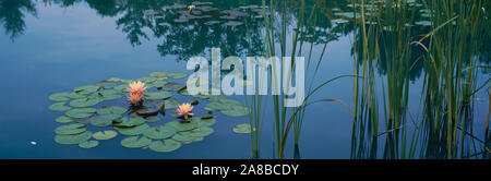 Ninfee in uno stagno, Denver Botanic Gardens, Denver, Colorado, STATI UNITI D'AMERICA Foto Stock