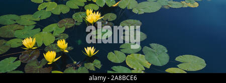 Ninfee in uno stagno, Denver Botanic Gardens, Denver, Colorado, STATI UNITI D'AMERICA Foto Stock