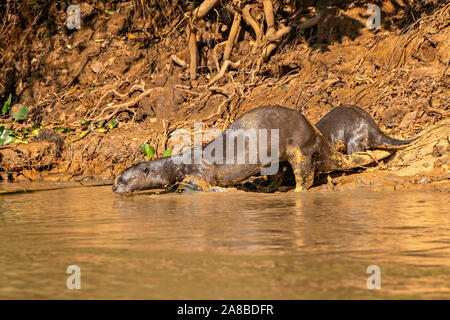 Gigante lontre di fiume #4 Foto Stock