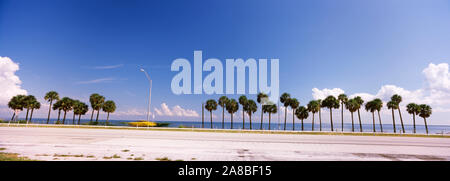 Palme presso la banchina, Interstate 275, Tampa Bay, Golfo del Messico, Florida, Stati Uniti d'America Foto Stock