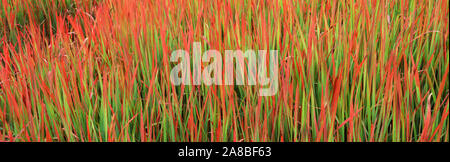 Red Baron (Imperata cylindrica) in un campo Foto Stock