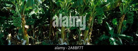 Le banane crescono sugli alberi, Australia occidentale, Australia Foto Stock