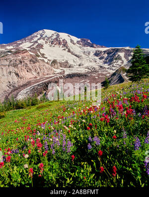 Estate fiore fiori di campo in prato sotto Nisqually Glacier sul Monte Rainier, Mt Rainier National Park, nello Stato di Washington, USA Foto Stock