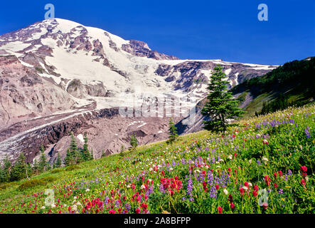 Estate fiore fiori di campo in prato sotto Nisqually Glacier sul Monte Rainier, Mt Rainier National Park, nello Stato di Washington, USA Foto Stock