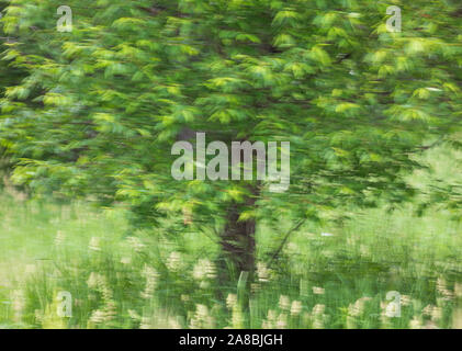 Chokecherry crescendo in Wisconsin settentrionale (ICM - intenzionale di movimento della telecamera). Foto Stock