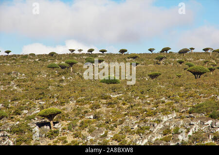 Dragon Tree, sangue albero sull altopiano Homhil, isola di Socotra, Oceano Indiano, Yemen Foto Stock